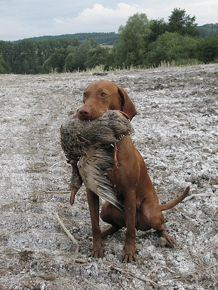 Dixie Laváre Morávia